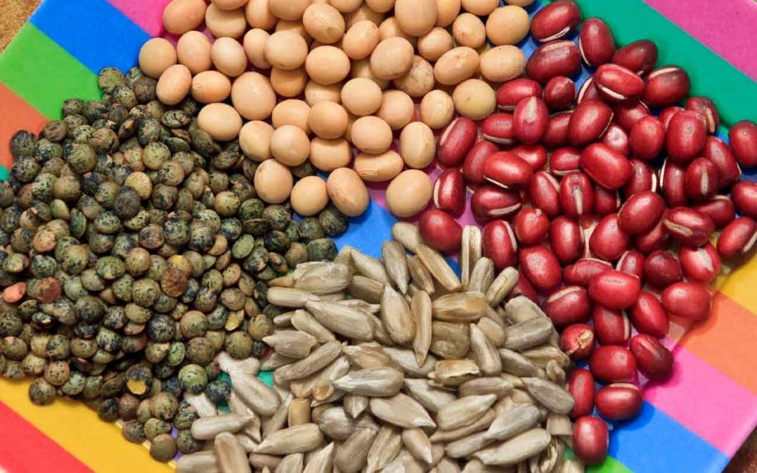 Plant-Based & Vegan Protein Essentials - Raw Kiki