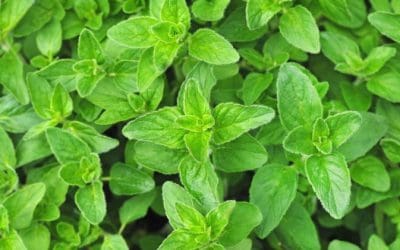 How to Boost Your Health with Oregano Oil