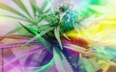 The Truth About Cannabis – Part I